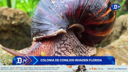 Colonia de conejos invaden Florida | El Diario en 90 segundos