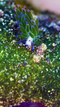 Un nudibranche petit et épineux