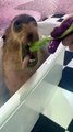 Capybara nourri en prenant un bain