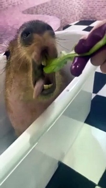 Capybara nourri en prenant un bain
