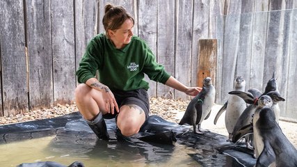 Humboldt penguin chicks take to the water for the first time at London Zoo