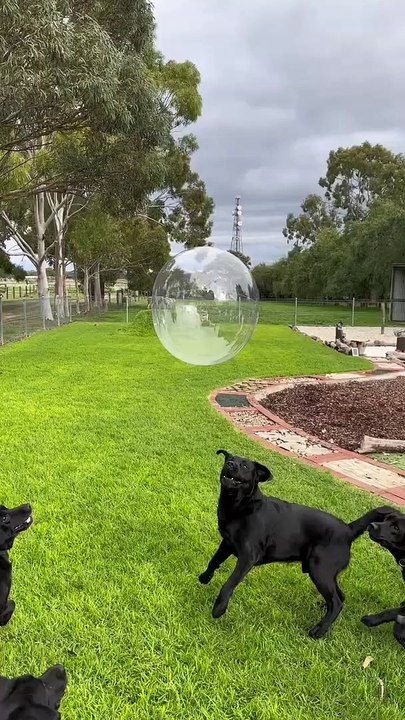 Labradors contre ballons géants