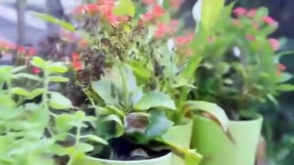 Sweet Revenge Episode 2 🌸 - Eng Sub | Uncover Secrets & Revenge Plot