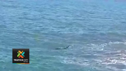 tn7-¿Qué-debo-hacer-si-estoy-en-el-mar-y-aparece-un-cocodrilo--1007823