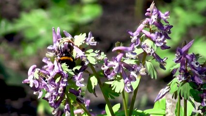 BEAUTIFUL RELAXING MUSIC • PEACEFUL  MUSIC & GUITAR MUSIC