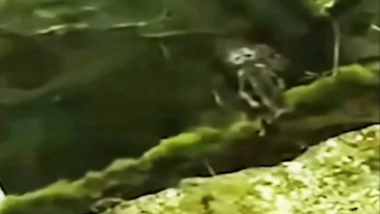 Top 5 ghosts recorded on camera