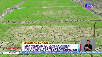Mga taniman sa ilang lalawigan sa Northern at Central Luzon, natutuyot na dahil sa matinding init | BT