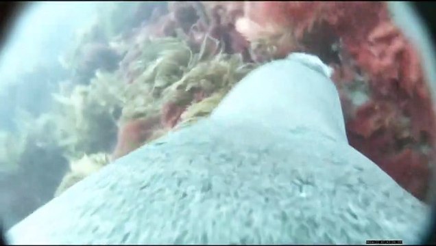 Researchers take ocean ride with endangered seals through sea lion cam