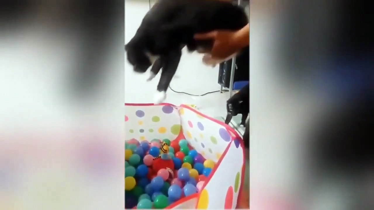 Cute Funny Cats and Animals Kitty videos for cats_ funny pets Funny cat videos