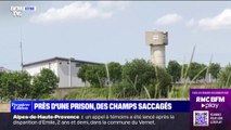 Des champs saccagés près d'une prison en Seine-Maritime