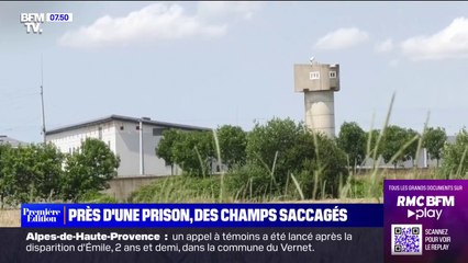 Des champs saccagés près d'une prison en Seine-Maritime