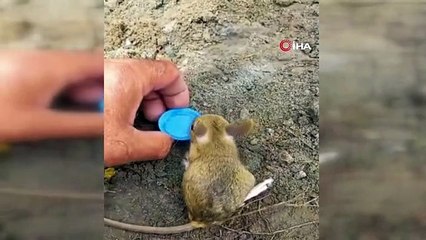 Nesli tükenme tehlikesi altında olan Arap tavşanını önce kurtardı, sonra elleriyle besledi