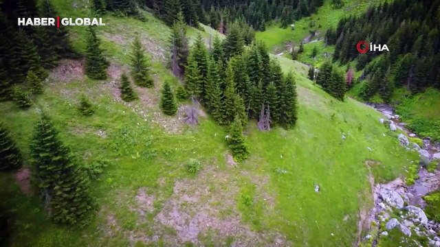 Nadir görülen beyaz boz ayı ve yavruları drone kamerasını görünce böyle kaçtı