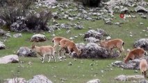 Munzur Dağları'nda dağ keçileri böyle görüntülendi