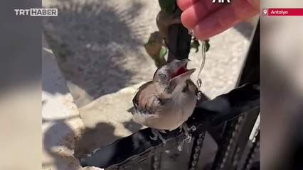 Sıcaktan etkilenen kuş yavrusu bir kişinin yardımıyla kendine geldi