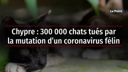 Chypre : 300 000 chats tués par la mutation d’un coronavirus félin