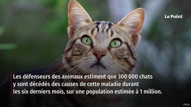 Chypre : 300 000 chats tués par la mutation d’un coronavirus félin