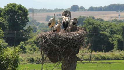Kuş Cenneti’ndeki leylekler yuvalarında görüntülendi