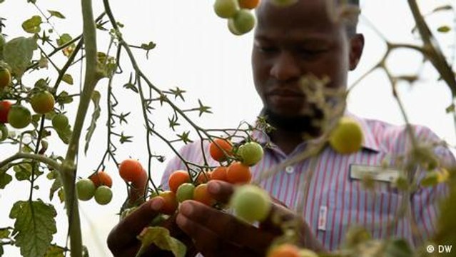 Solar farms that shelter plants and animals