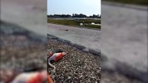 Göl kenarında yüzlerce flamingo ölüsü bulundu