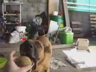 Draco, notre chien sympa