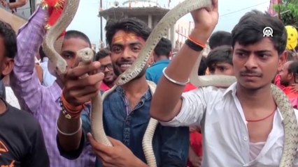 Hindistan'da "Yılan Festivali"