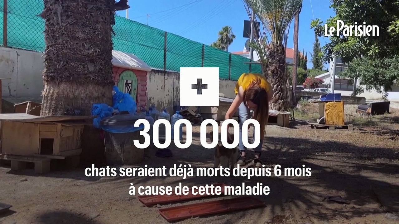 Chypre : un coronavirus a tué 300 000 chats depuis janvier