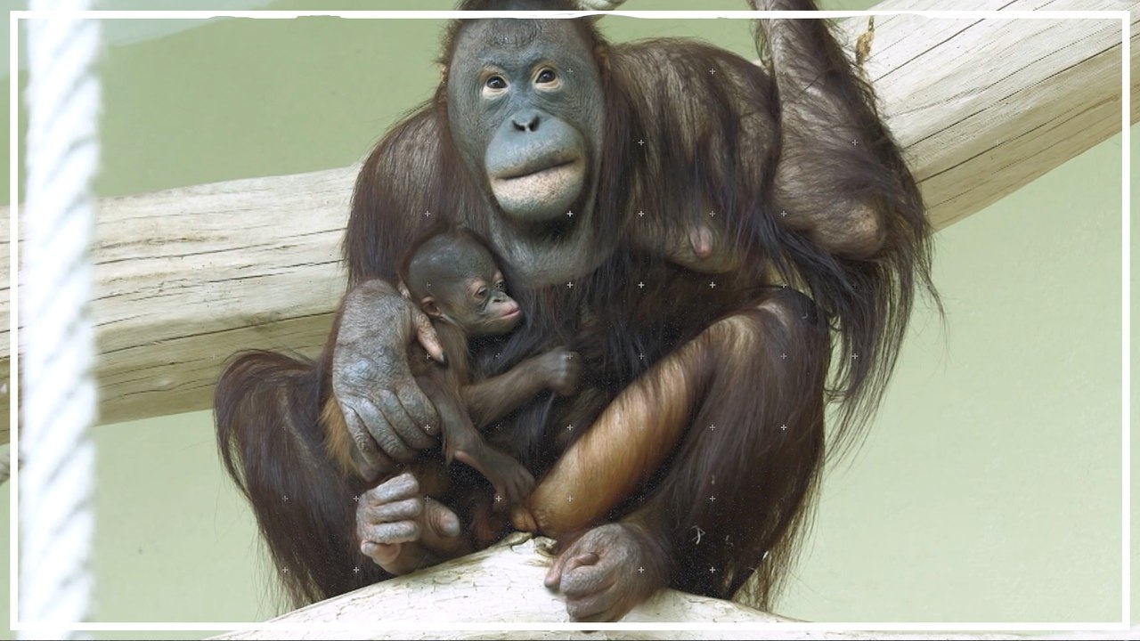 Schönbrunner Orang-Utan-Jungtier ist ein Weibchen