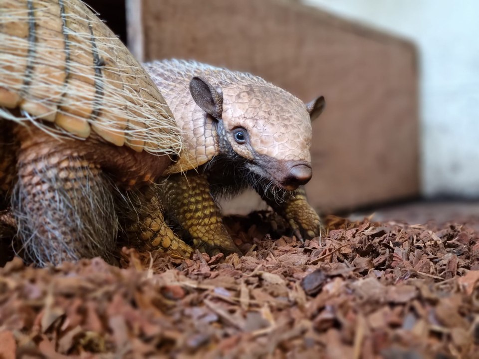 Hey there... Delilah! Nose boops for baby armad...