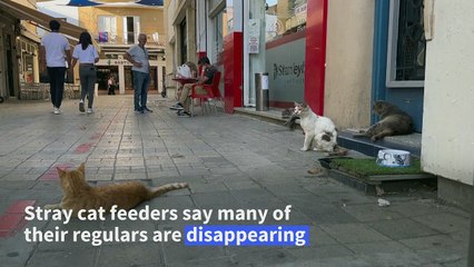 On 'Island of cats', Cyprus felines decimated by fatal disease