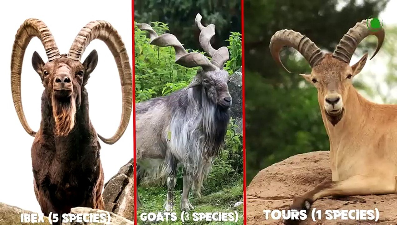 How Mountain Goats Walk On Sheer Cliffs Subduing Gravity.