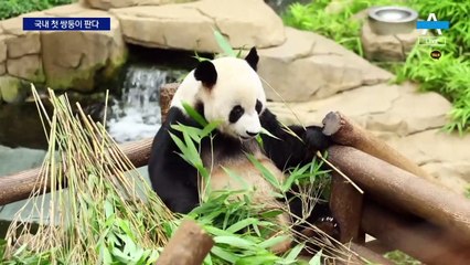 아기 판다 푸바오에게 ‘쌍둥이 여동생’이 생겼어요