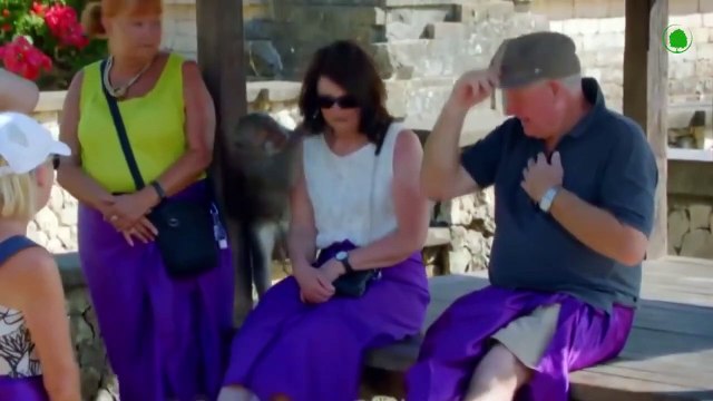 Raccoon In Action. This Is How Raccoons Troll People and Other Animals.