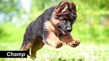 These Dogs Guard the Home of US President Joe Biden.