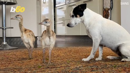 Maternal Pooch Befriends Unlikely Chicks