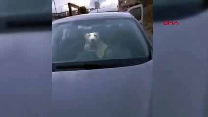 Un chien errant est entré dans un véhicule avec une porte ouverte