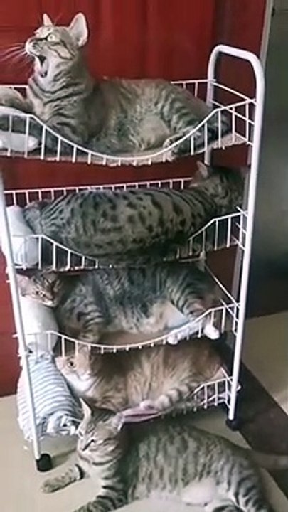 cat Cutest thing you'll see today