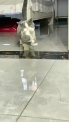 cat Cutest thing you'll see today