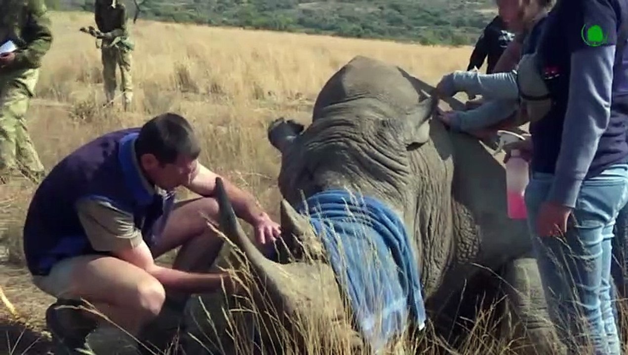 Why Do Africans Transport a Rhino with a Helicopter, Hanging It Upside Down !!