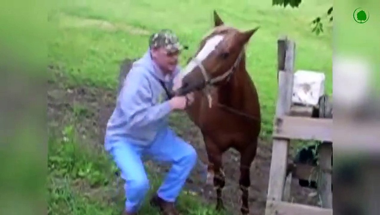 Bad Habits of Horses. Strange Horse Behavior.