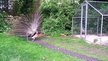 Animal Voices. How Animal Languages Sound.