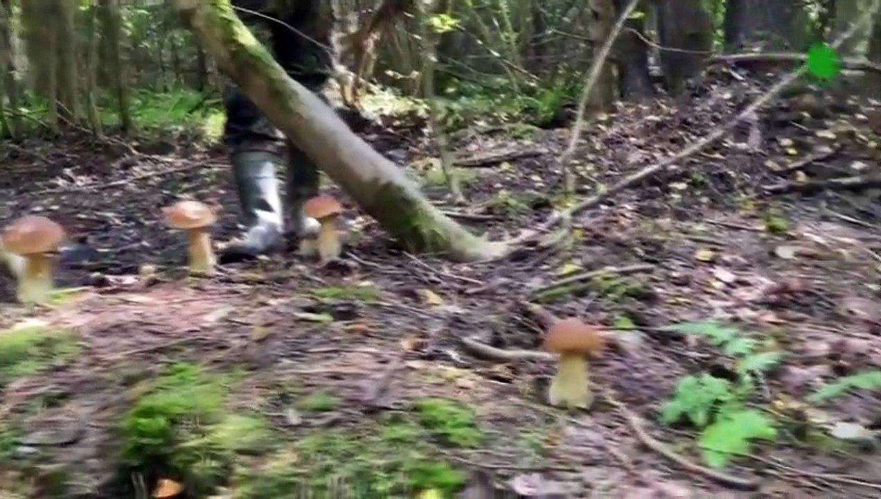 Do NOT Do This When Meeting Wolf or Wild Boar !!!