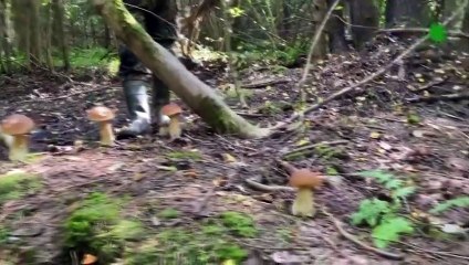 Do NOT Do This When Meeting Wolf or Wild Boar !!!