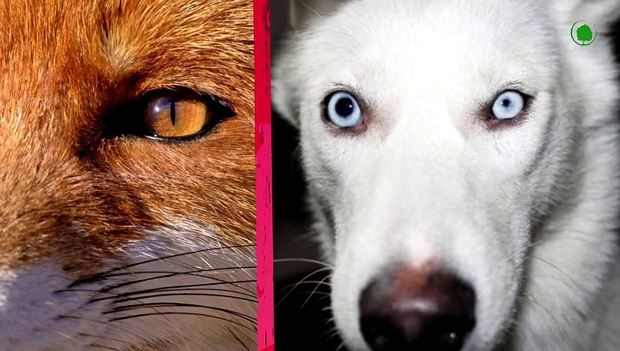 Fox In Action. Fox's Dangerous Hunt and Its Super Abilities.