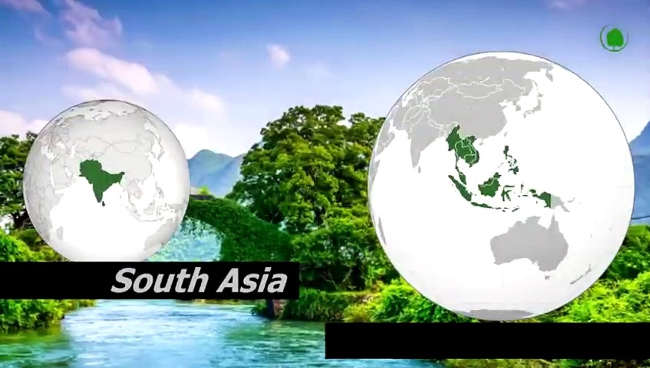 Huge Snakes That Can Swallow A Human, Even A Whole Cow.