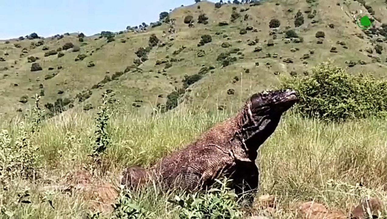 Komodo Dragon In Action. This Lizard Is Cruel Even for the Wild.
