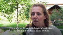 Paris: le Jardin des Plantes accueille ses premiers diables de Tasmanie