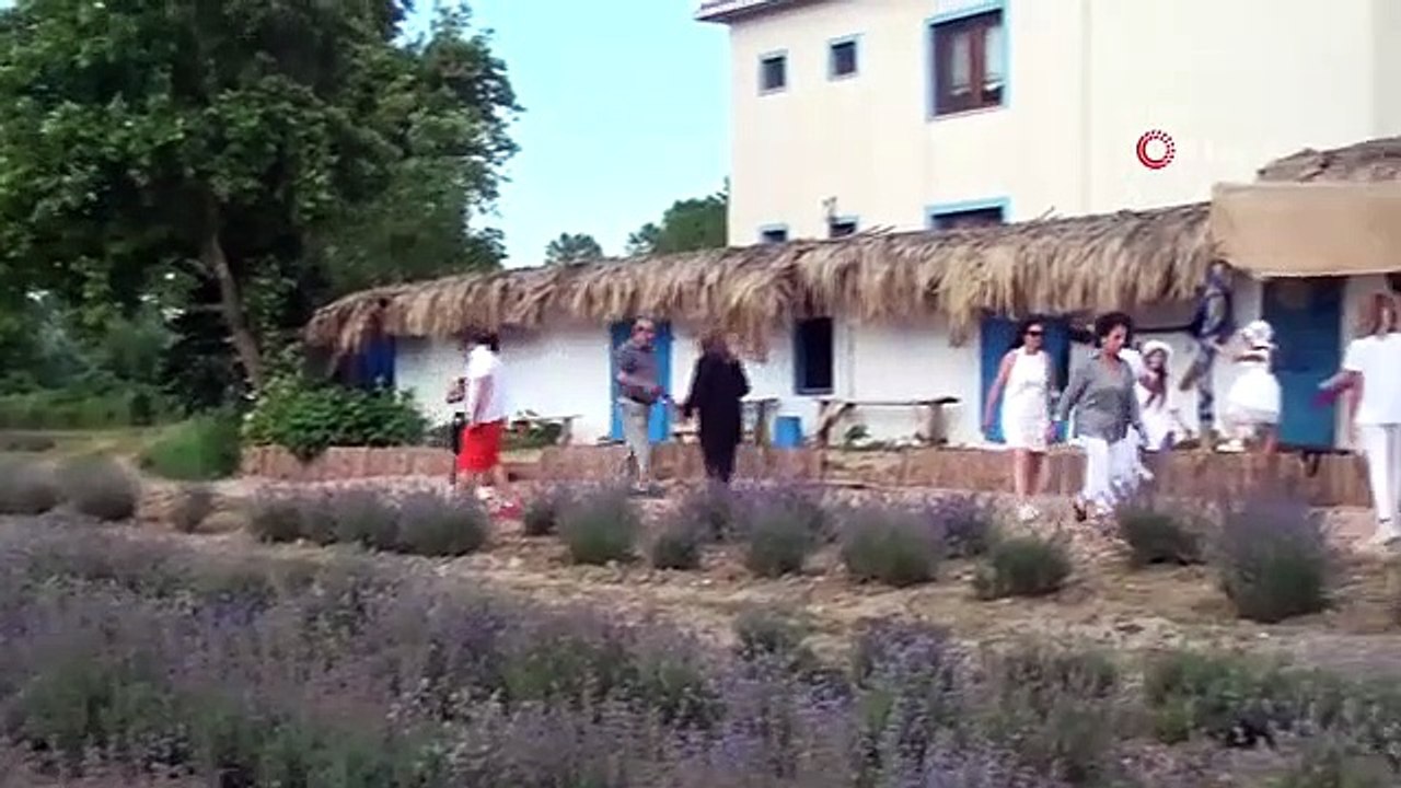 Das Lavendelfeld wurde zu einer alternativen Tourismusroute