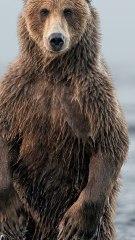 CAM - Baisse de la biodiversité : la Terre se transforme de plus en plus en une ferme géante