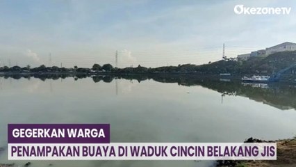 Penampakan Buaya di Waduk Cincin Belakang JIS Gegerkan Warga Sekitar